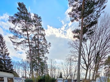 Pitch among the trees