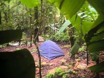 Pitches in the forest
