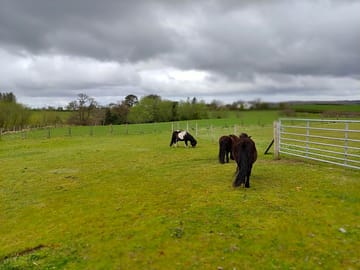 Ponies in the next field