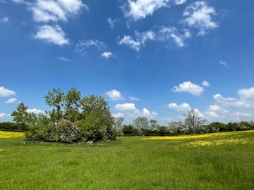 Copse in the meadow for shade