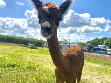 Gatsby the alpaca