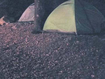 Pitches under ancient oak trees