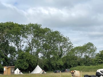 Cows in the next field