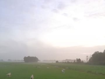 Sheep in the field