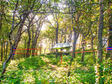 Woodland tree tent pitch