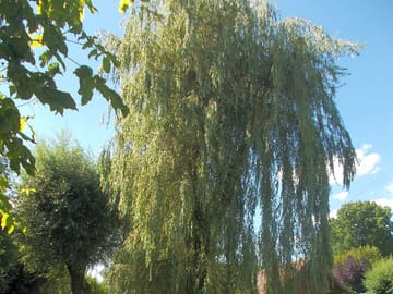 Weeping willow