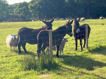 Site's donkeys