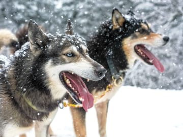 Nos huskies