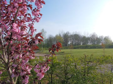 Spring blossom