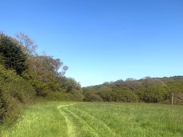 Pitches along the hedge accessed by mown path