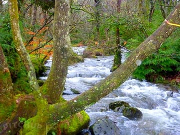 River beauty