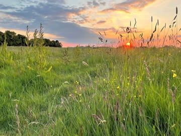 Wildflowers and sunset on the camping meadow