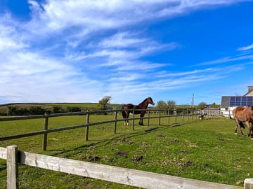 Prada the pony lives in the neighbouring field