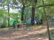 Shaded pitches in the forest