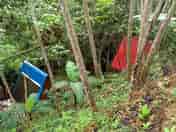 Pods in the woodlands