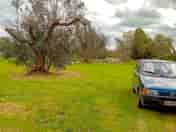 Pitches among olive trees