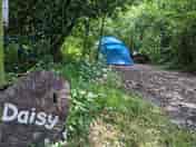 Daisy woodland pitch