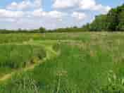 Large pitches in the lower meadow