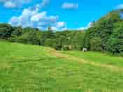 Lovely green grass