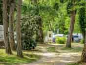 Pitches among the trees