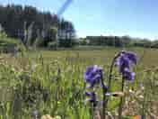 Meadow pitch