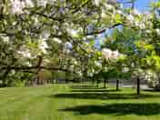 A row of pitches under trees
