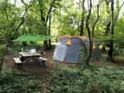 Bracken woodland pitch