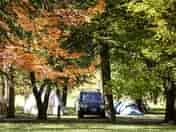 Stay under the trees