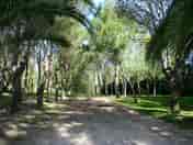 Shaded avenue