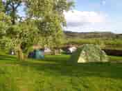 Grass tent pitches in the apple orchard