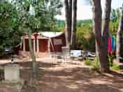 Spacious pitches shaded by large leafy trees