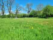 A view across one of the wildflower meadows