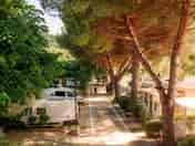 Pitches shaded by trees