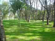 Pitch surrounded by trees