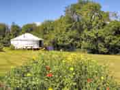 Wildflowers in the meadow