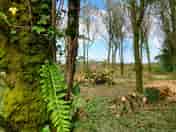 Woodland camping area