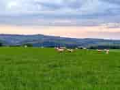 Sheep helping to keep the grass down in the spring before the campsite opens