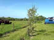 Aduls-only campsite on organic beef farm