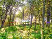 Woodland tree tent pitch