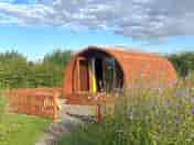 Pods in the wildflower meadow