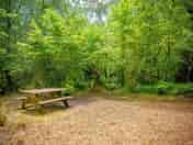 Woodland camping