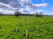 New tree plantings divide up the site