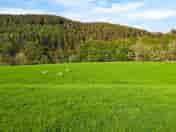 Non-electric grass tent pitches