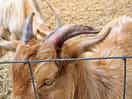 Goats on farm