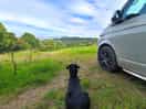 Dog friendly site