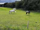 Neighbouring horses