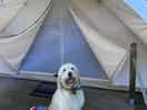 Bell tent