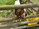 Animals on site