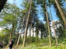 Mature trees