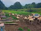 Lots of sheep to say hello to, and if you cant see them you can definitely hear them